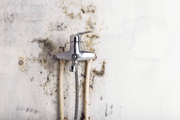 Best Fast Mold Removal  in Trumansburg, NY
