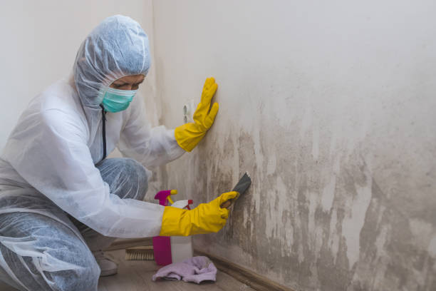 Best Mold Cleaning Services  in Trumansburg, NY