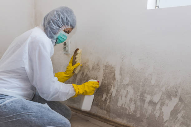 Best Black Mold Removal  in Trumansburg, NY