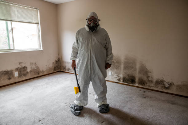 Reliable Trumansburg, NY Mold Removal Solutions